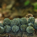 GREEN MUSSEL SUPREME (GMS) PRO